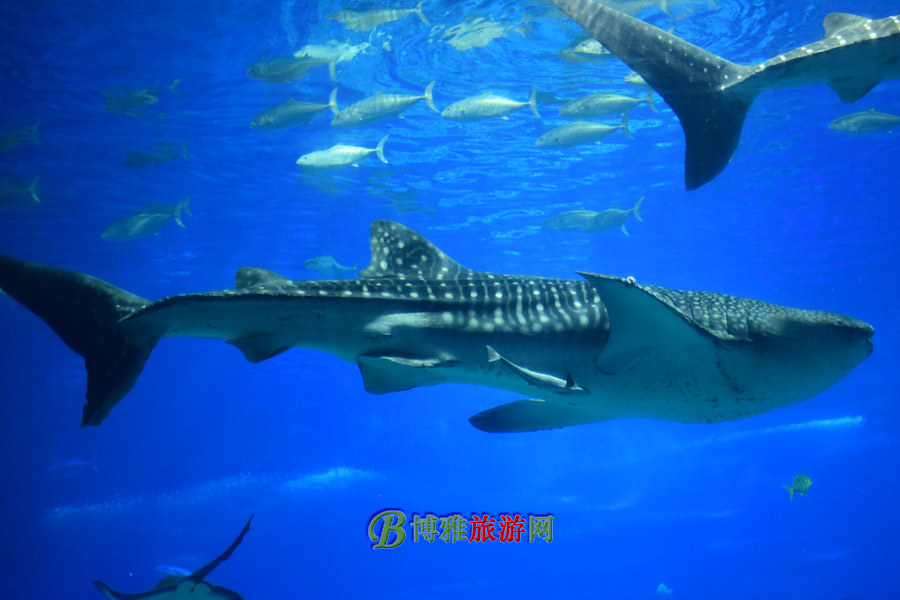 麣١¡ʺȼ