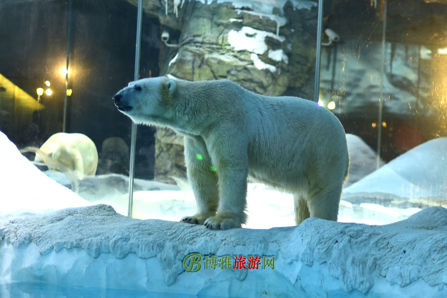 麣١¡ʺȼ