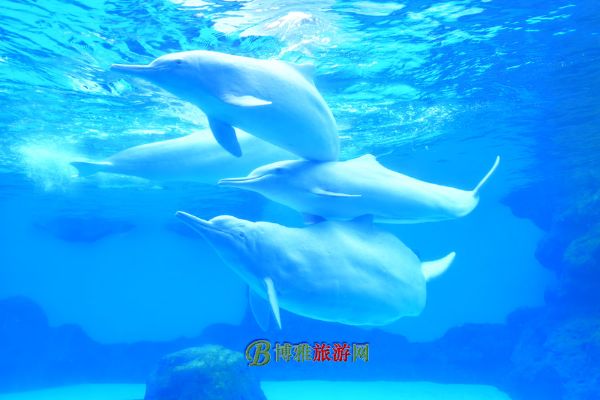 麣١¡ʺȼ