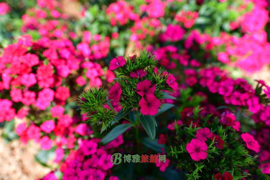 黨ũҵξ