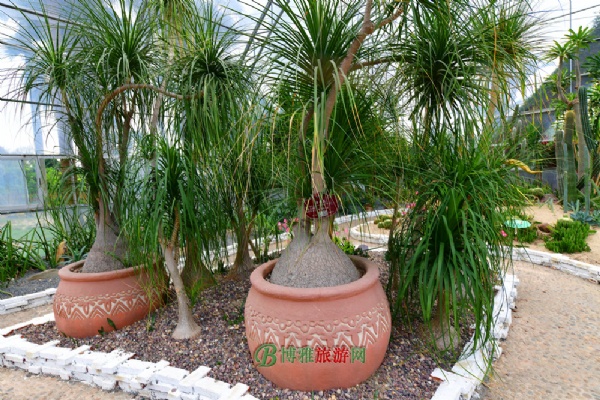 ũ