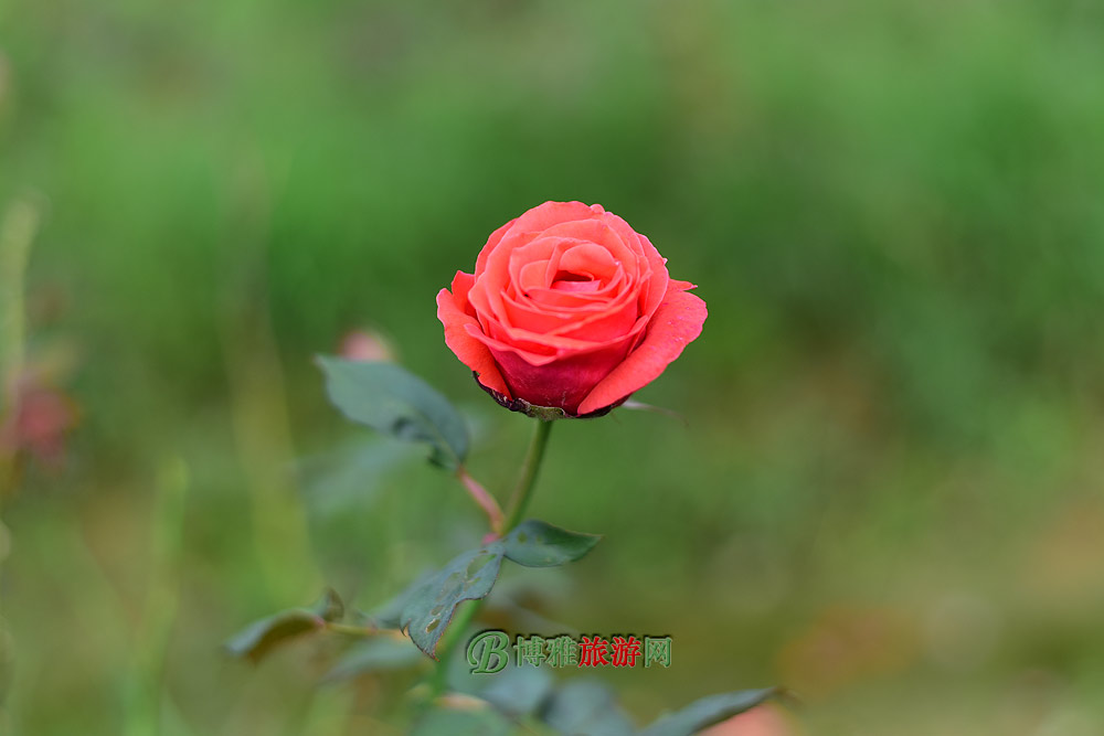 黨ũҵξ