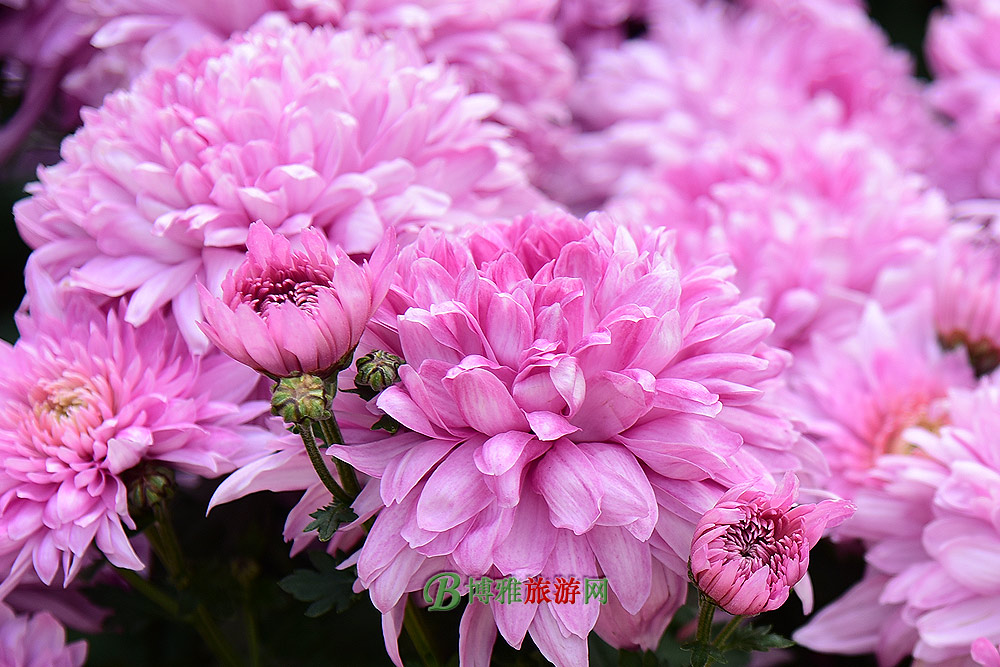 ļ