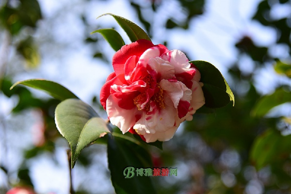 軨