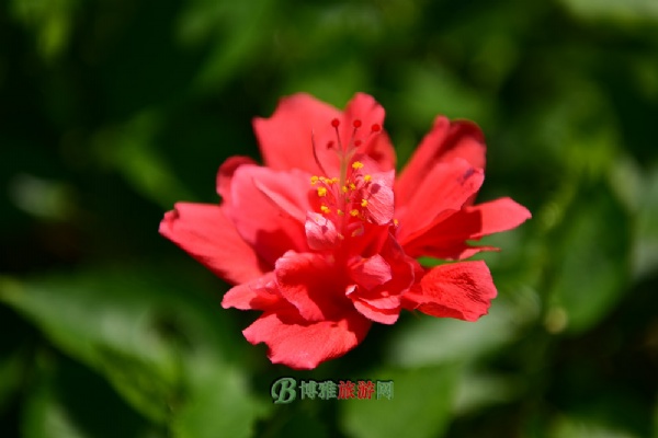 麣ʯ԰